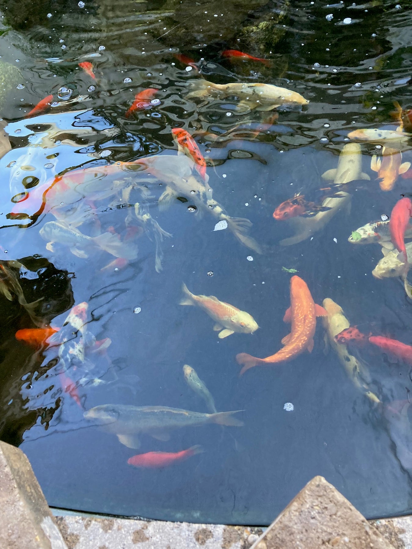 Pond Supplies