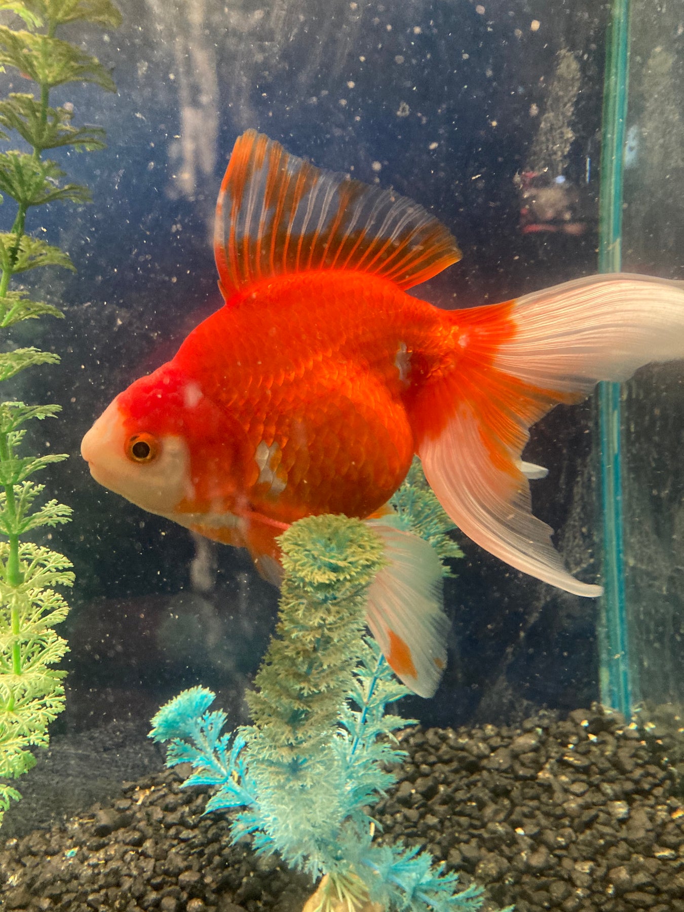 Aquarium Supplies
