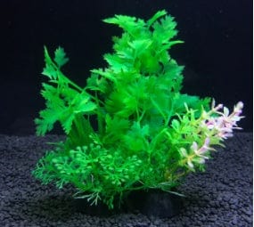 Planta de Acuario - EL ENVIO ESTÁ INCLUIDO EN EL PRECIO DE ESTE PRODUCTO