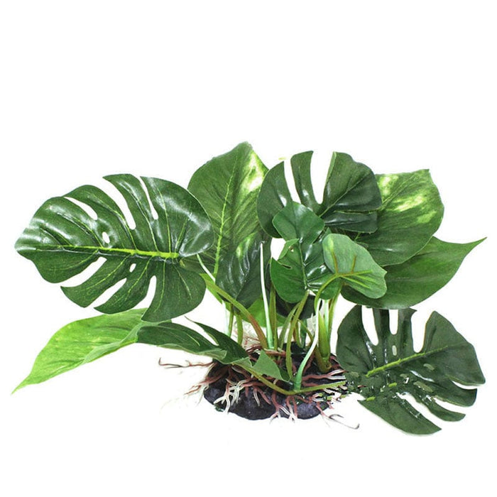 Reptile Landscaping Plant - SHIPPING IS INCLUDED IN THE PRICE OF THIS PRODUCT