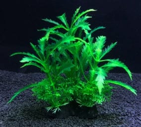 Planta de Acuario - EL ENVIO ESTÁ INCLUIDO EN EL PRECIO DE ESTE PRODUCTO