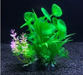 Planta de Acuario - EL ENVIO ESTÁ INCLUIDO EN EL PRECIO DE ESTE PRODUCTO