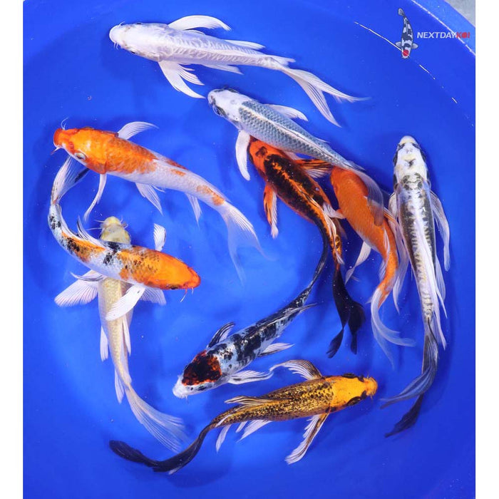 Butterfly Koi 7-8" 15 count