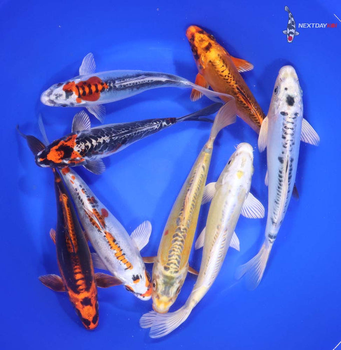 Blue Ridge Standard Koi 7-8" - Premium Grade - 15 count