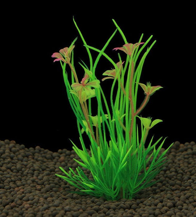 Planta de Acuario - EL ENVIO ESTÁ INCLUIDO EN EL PRECIO DE ESTE PRODUCTO