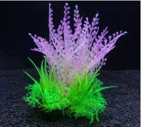 Planta de Acuario - EL ENVIO ESTÁ INCLUIDO EN EL PRECIO DE ESTE PRODUCTO