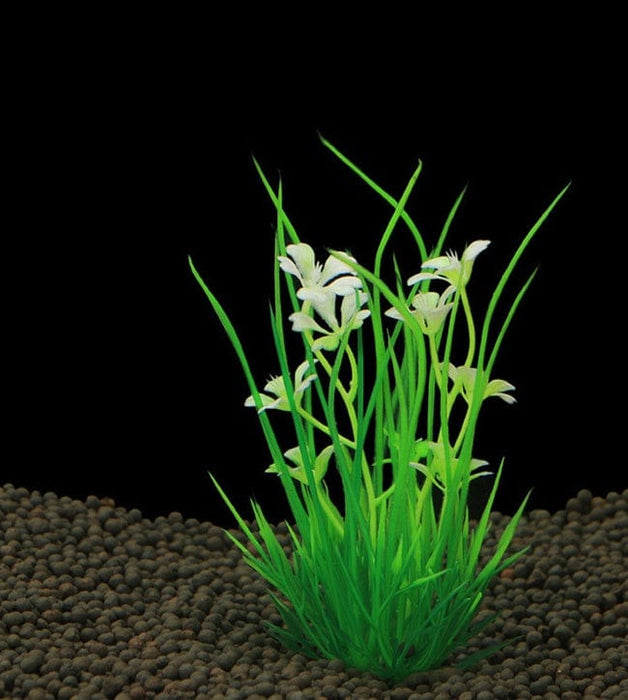 Planta de Acuario - EL ENVIO ESTÁ INCLUIDO EN EL PRECIO DE ESTE PRODUCTO