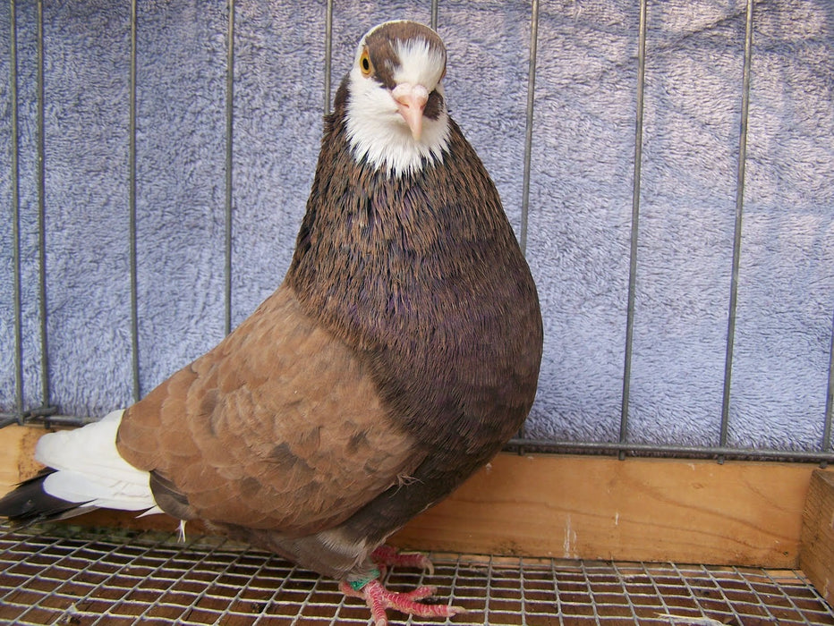 Alimento para palomas TripplTrust de 20 lb (solo para entrega local o recogida)