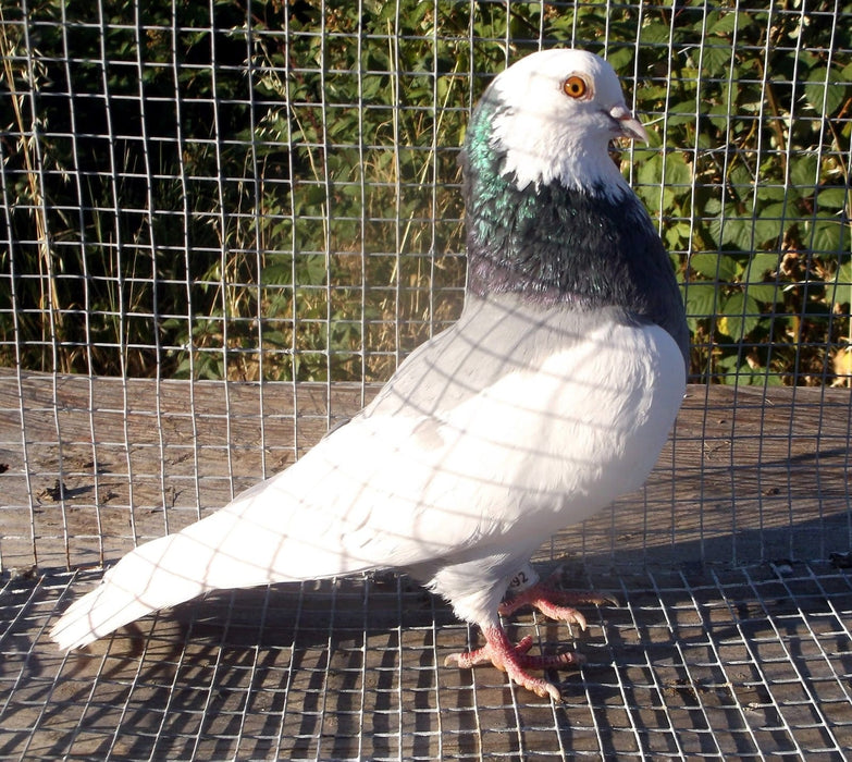 Alimento para palomas TripplTrust de 20 lb (solo para entrega local o recogida)