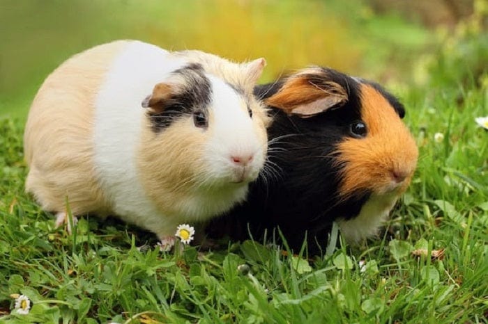 Small Animal