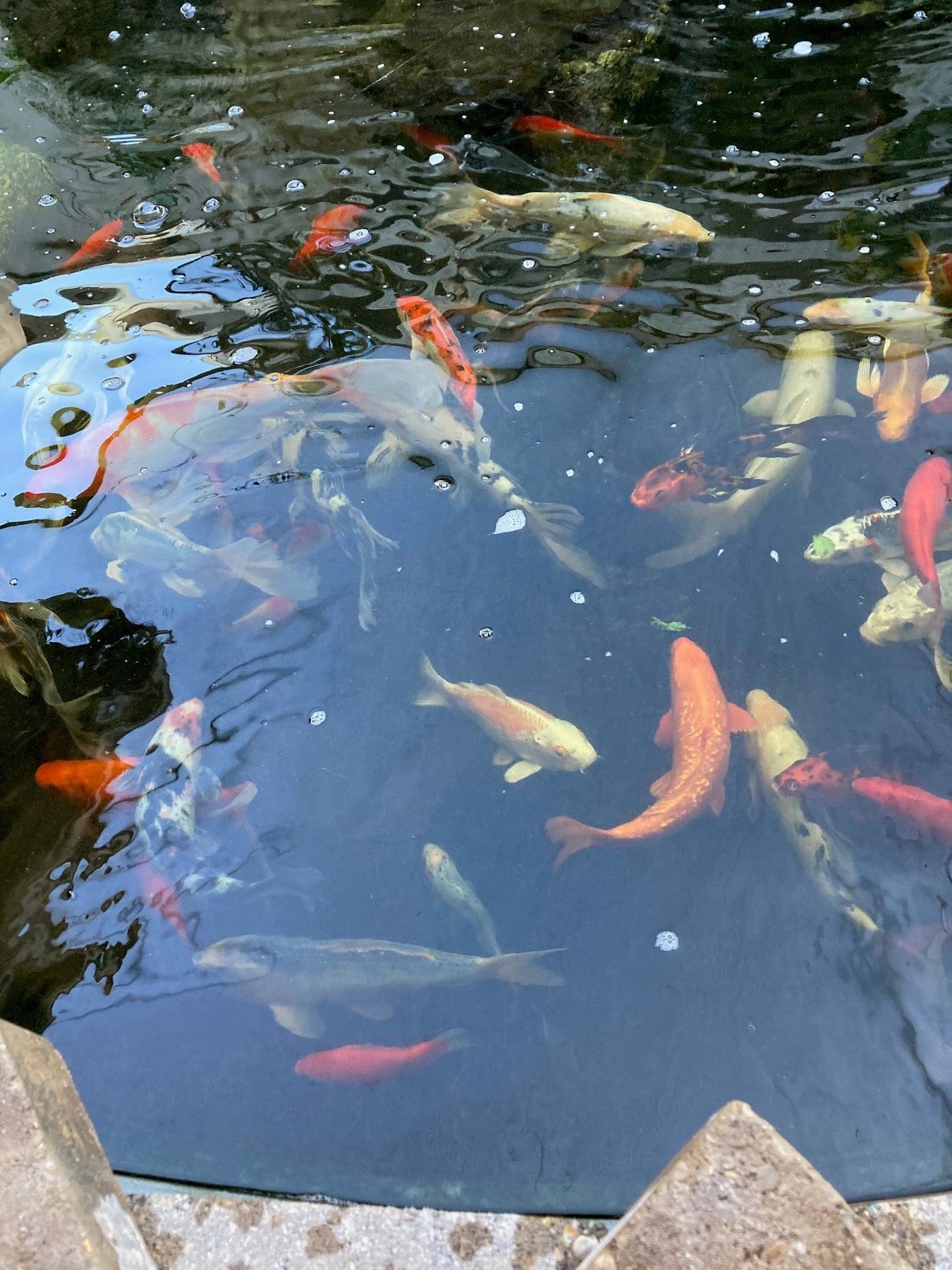Pond & Garden Decorations
