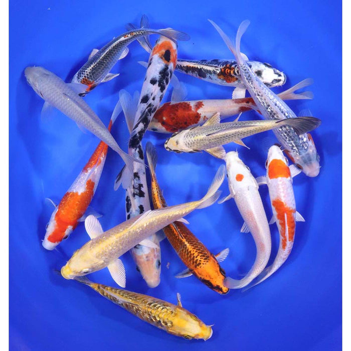 Blue Ridge Standard Koi 6-7 12 Count & 25 Count