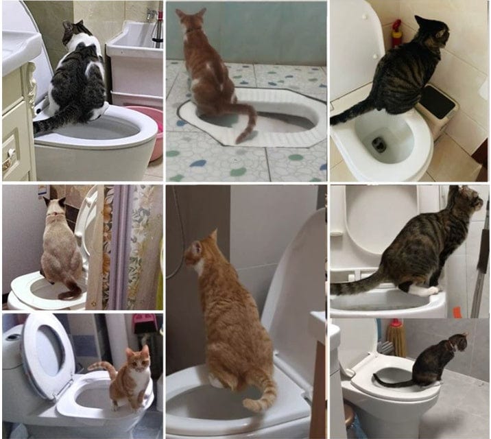 Entrenador de baño para gatos: EL ENVÍO ESTÁ INCLUIDO EN EL PRECIO DE ESTE PRODUCTO