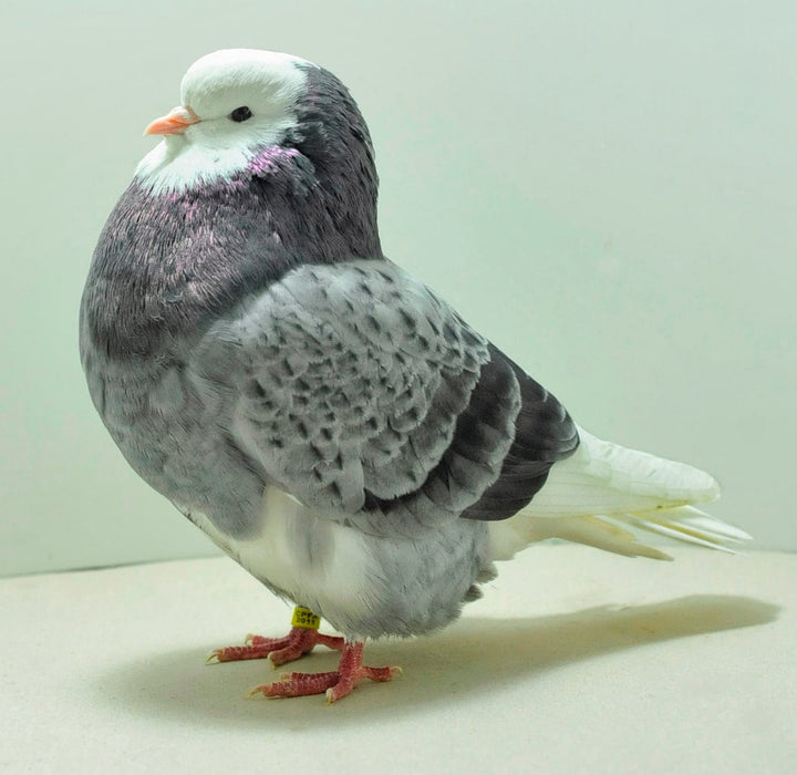 Alimento para palomas TripplTrust de 20 lb (solo para entrega local o recogida)