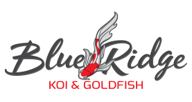Blue Ridge Standard Koi 4-5" 30 Count & 60 Count