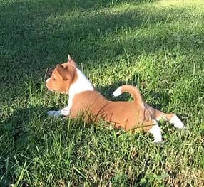 Dog Training & Behavior