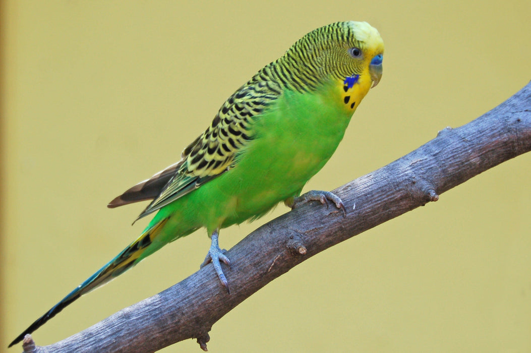 Triple Trust Feeds Parakeet Deluxe 25lbs (For Local Delivery or Pick-up Only)