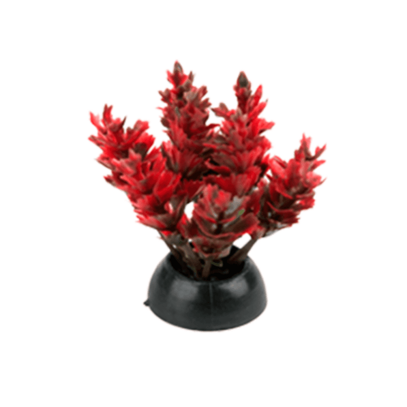 Aquarium Plants Betta Plants 2" 6pk Penn Plax