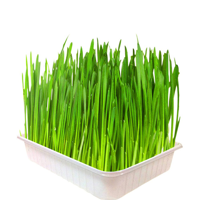 Small Animal Life™ Home-Grown Greens Penn Plax