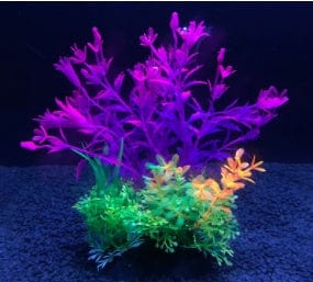 Aquarium Plant - SHIPPING IS INCLUDED IN THE PRICE OF THIS PRODUCT