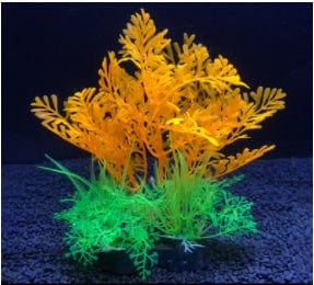 Aquarium Plant - SHIPPING IS INCLUDED IN THE PRICE OF THIS PRODUCT