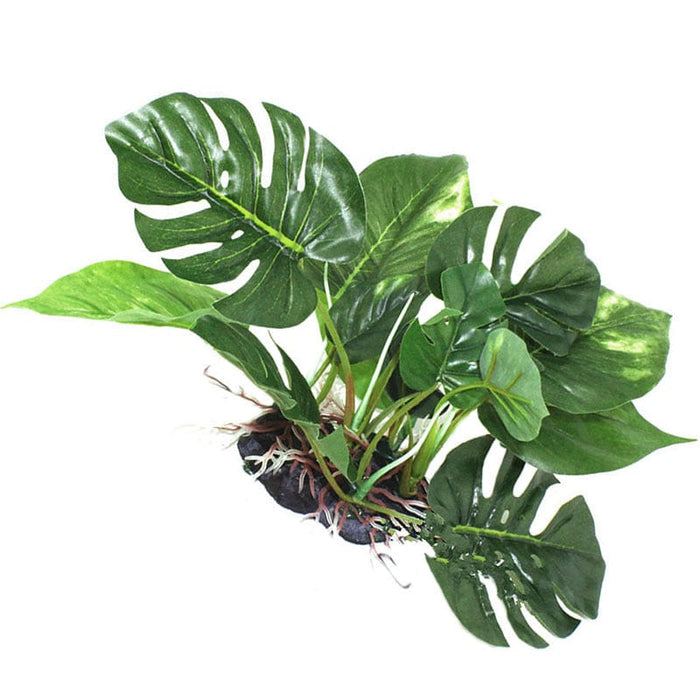 Reptile Landscaping Plant -  SHIPPING IS INCLUDED IN THE PRICE OF THIS PRODUCT