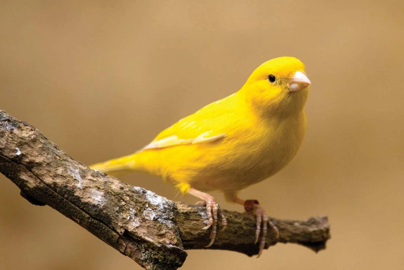Triple Trust Feeds Canary Food 25lb (For Local Delivery or Pick-Up Only)