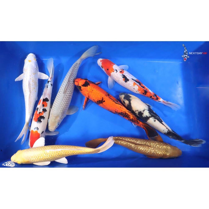 Blue Ridge Standard Koi 8-10"   5 Count &  10 Count