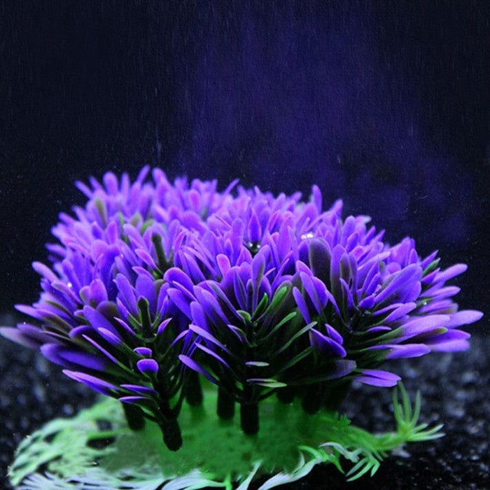 Aquarium Plant - SHIPPING IS INCLUDED IN THE PRICE OF THIS PRODUCT