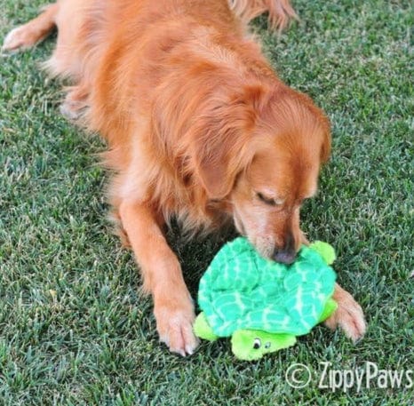 ZippyPaws Squeakie Crawler SlowPoke the Turtle Toy