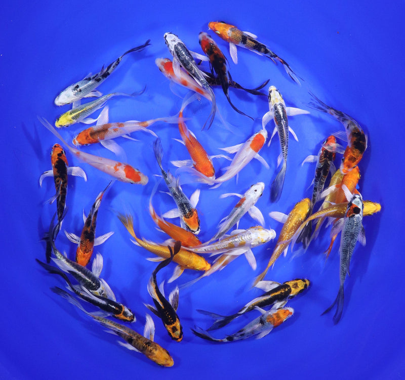 Blue Ridge Premium Butterfly Koi 3-4" Total of 50 Fish = $450