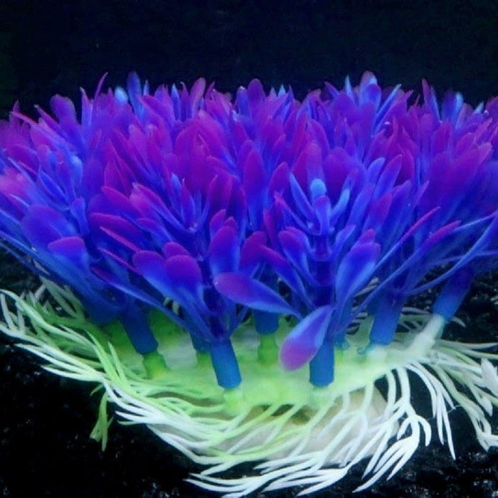 Aquarium Plant - SHIPPING IS INCLUDED IN THE PRICE OF THIS PRODUCT