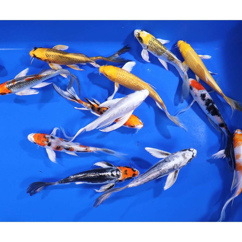 Blue Ridge PREMIUM 6-7" Butterfly Koi   25 Count