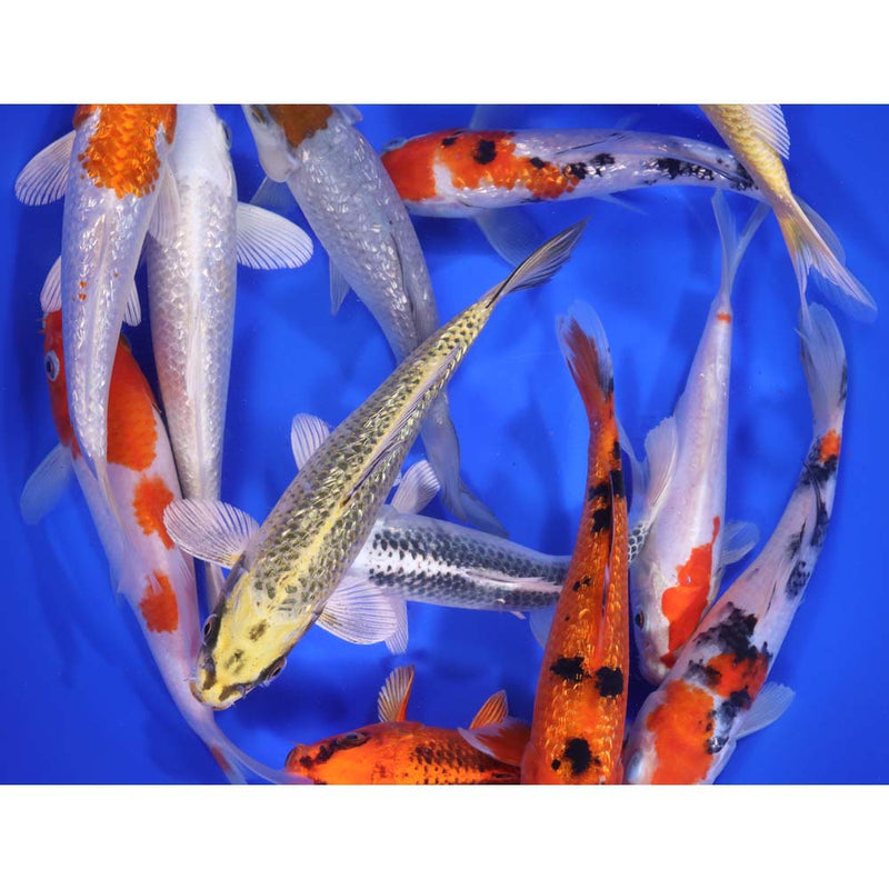 Blue Ridge Standard Koi 7-8"     8 Count   &   15 Count
