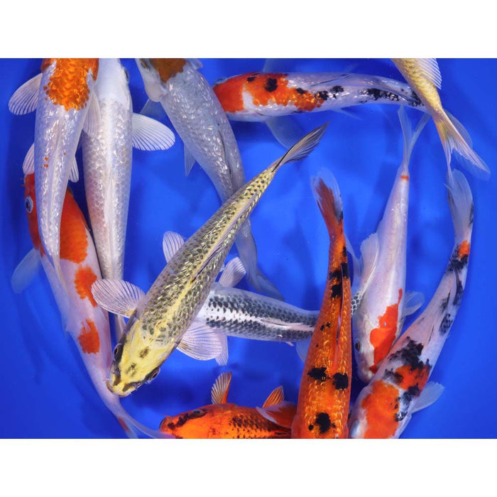 Blue Ridge Standard Koi 7-8"     8 Count   &   15 Count