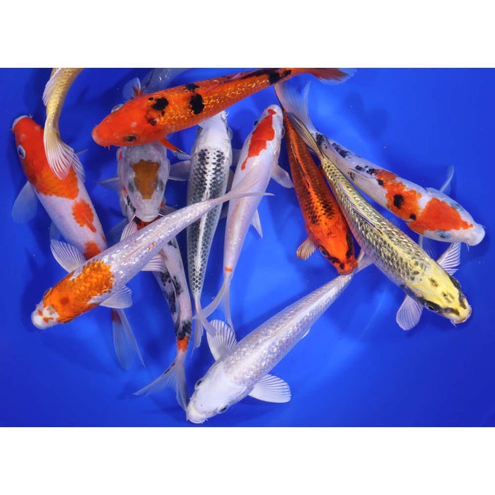 Blue Ridge Standard Koi 7-8"     8 Count   &   15 Count