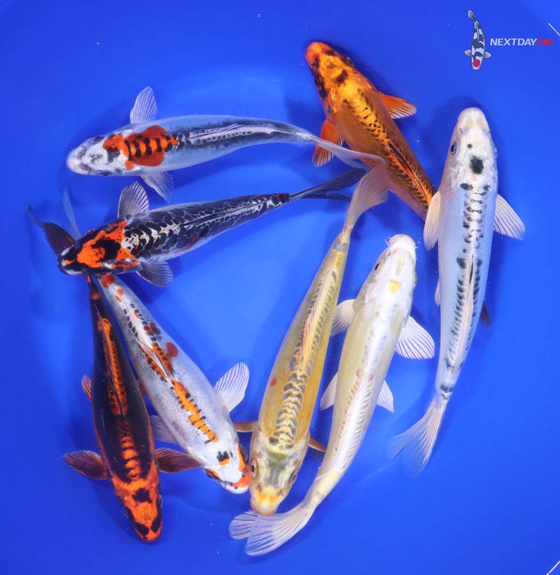Blue Ridge Standard Koi  7-8" - Premium Grade - 15 count