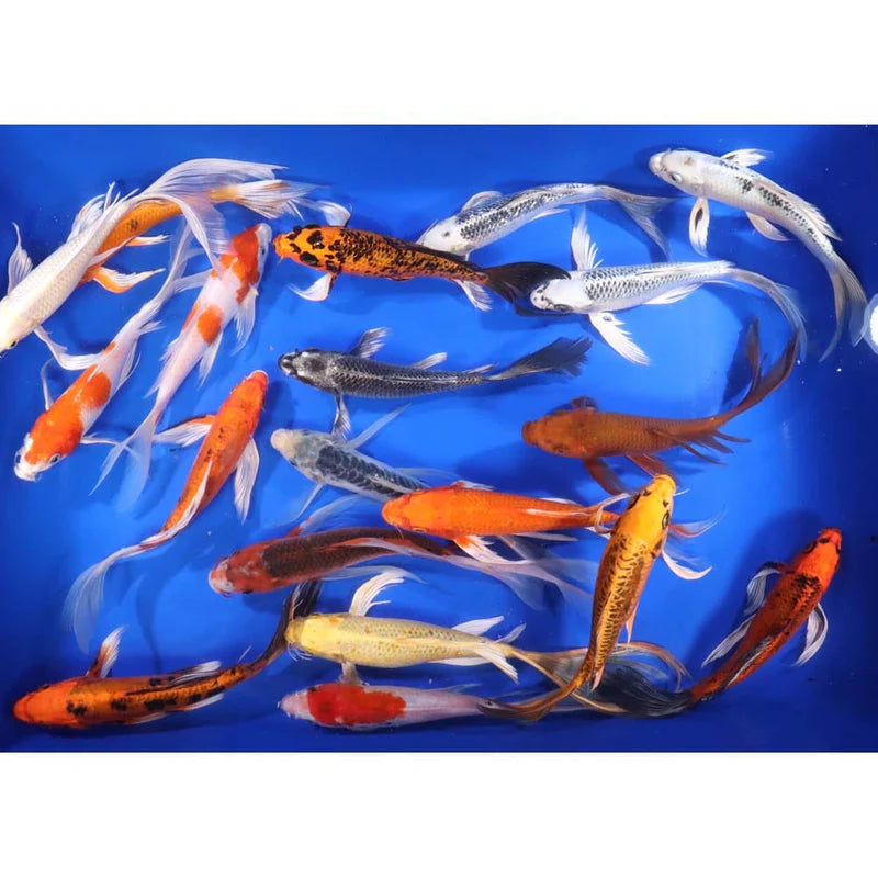 Butterfly Koi 8-10" 5 count