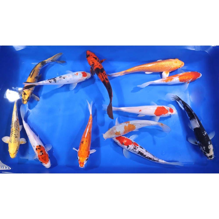 Blue Ridge Standard Koi 8-10"   5 Count &  10 Count