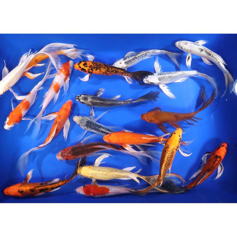 Blue Ridge Butterfly Koi 8-10"     10 Count