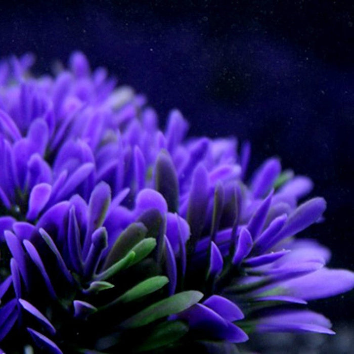 Aquarium Plant - SHIPPING IS INCLUDED IN THE PRICE OF THIS PRODUCT