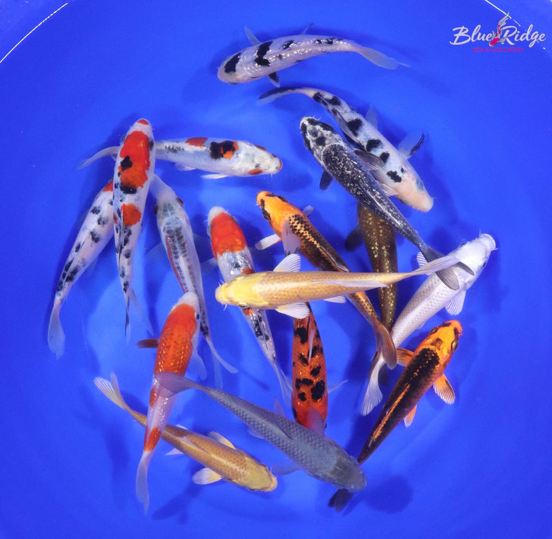 Where to Buy Koi
