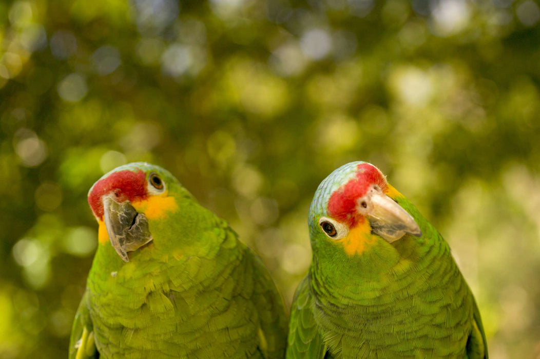 Triple Trust Feeds Parrot Food 20lbs (For Local Delivery or Pick-Up Only)