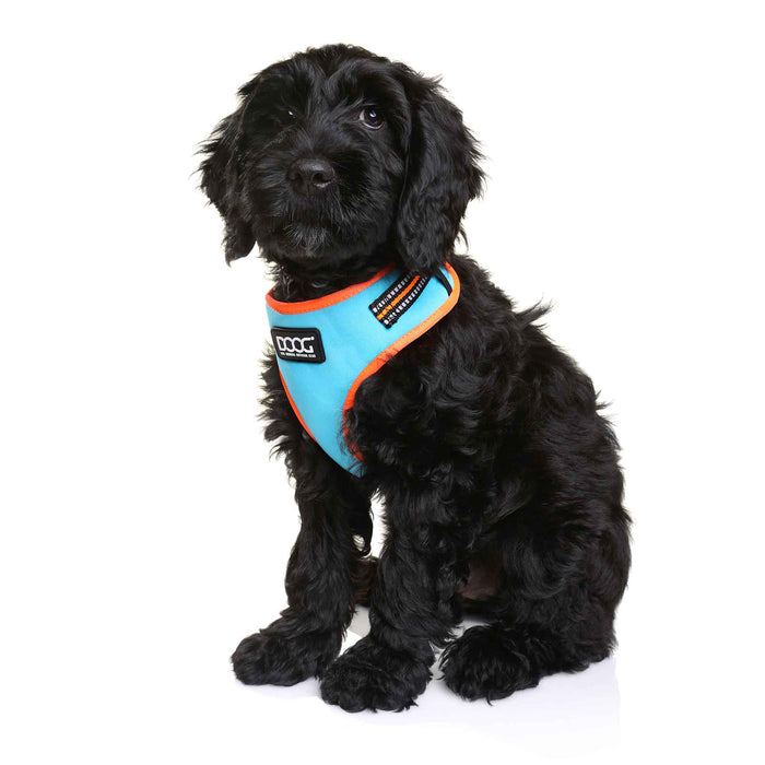 DOOG Neoflex Dog Harness Beethoven Neon Orange/Blue