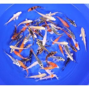 Blue Ridge Standard Koi 3-4"  100 count