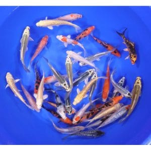 Blue Ridge Standard Koi 4-5"    30 Count &  60 Count