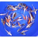 Blue Ridge Standard Koi 3-4"  100 count