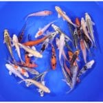 Blue Ridge Standard Koi 4-5"    30 Count &  60 Count