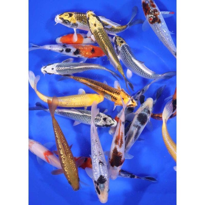 Blue Ridge Standard Koi 5-6     18 Count  &   35 Count