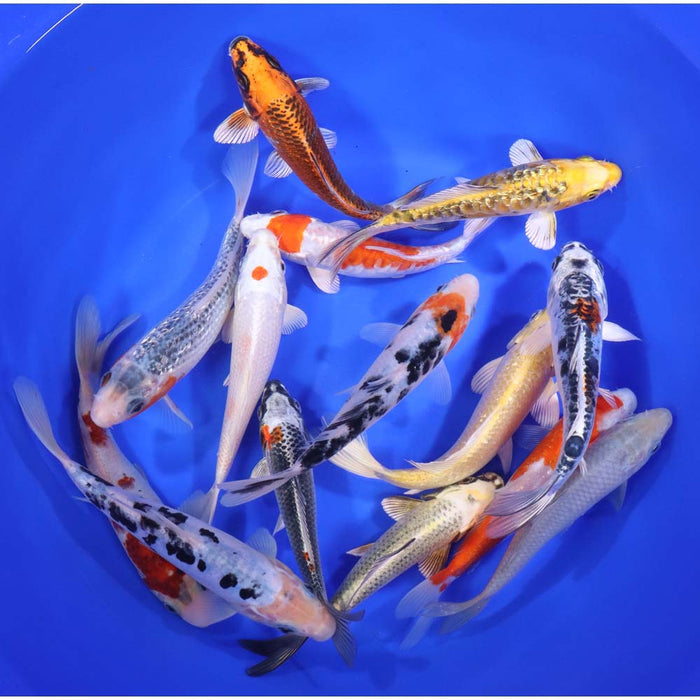 Blue Ridge Standard Koi 6-7     12 Count  &  25 Count